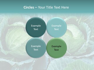 Cabbage Fresh Vegetable PowerPoint Template