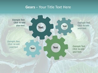Cabbage Fresh Vegetable PowerPoint Template