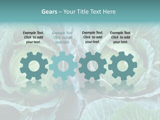 Cabbage Fresh Vegetable PowerPoint Template