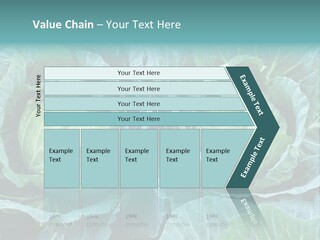 Cabbage Fresh Vegetable PowerPoint Template