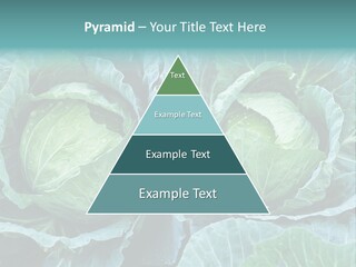 Cabbage Fresh Vegetable PowerPoint Template
