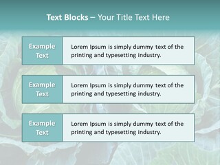 Cabbage Fresh Vegetable PowerPoint Template