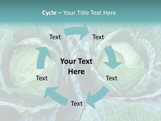 Cabbage Fresh Vegetable PowerPoint Template