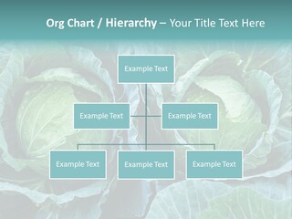 Cabbage Fresh Vegetable PowerPoint Template