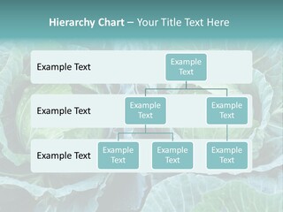 Cabbage Fresh Vegetable PowerPoint Template