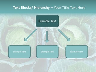 Cabbage Fresh Vegetable PowerPoint Template