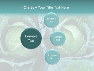 Cabbage Fresh Vegetable PowerPoint Template
