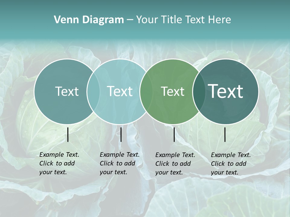 Cabbage Fresh Vegetable PowerPoint Template