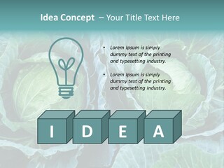 Cabbage Fresh Vegetable PowerPoint Template