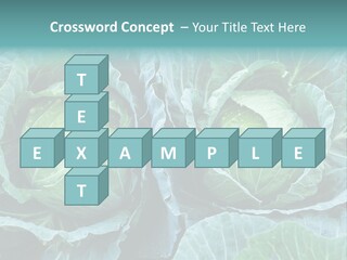 Cabbage Fresh Vegetable PowerPoint Template