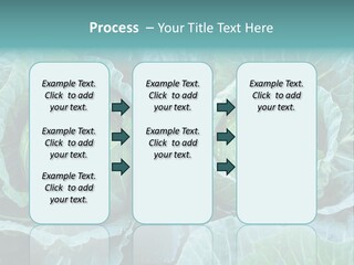 Cabbage Fresh Vegetable PowerPoint Template