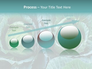 Cabbage Fresh Vegetable PowerPoint Template