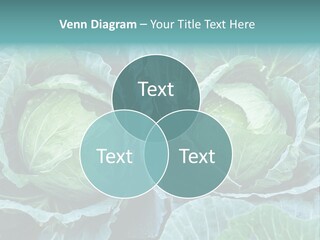 Cabbage Fresh Vegetable PowerPoint Template