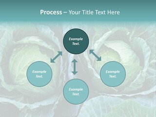 Cabbage Fresh Vegetable PowerPoint Template