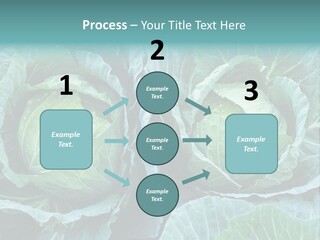 Cabbage Fresh Vegetable PowerPoint Template