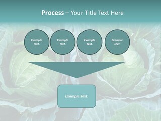 Cabbage Fresh Vegetable PowerPoint Template