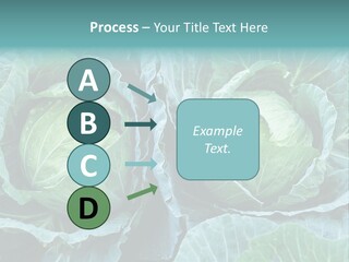 Cabbage Fresh Vegetable PowerPoint Template