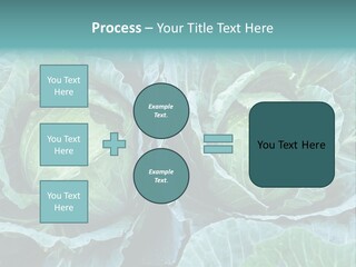 Cabbage Fresh Vegetable PowerPoint Template