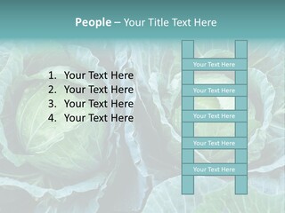 Cabbage Fresh Vegetable PowerPoint Template