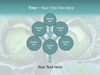 Cabbage Fresh Vegetable PowerPoint Template