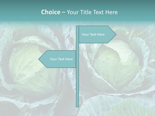 Cabbage Fresh Vegetable PowerPoint Template