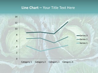 Cabbage Fresh Vegetable PowerPoint Template