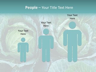 Cabbage Fresh Vegetable PowerPoint Template