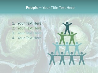 Cabbage Fresh Vegetable PowerPoint Template