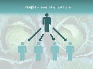 Cabbage Fresh Vegetable PowerPoint Template