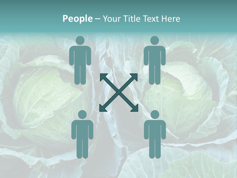 Cabbage Fresh Vegetable PowerPoint Template