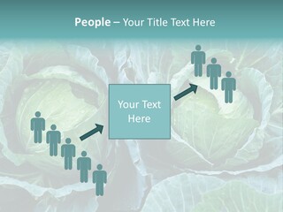 Cabbage Fresh Vegetable PowerPoint Template