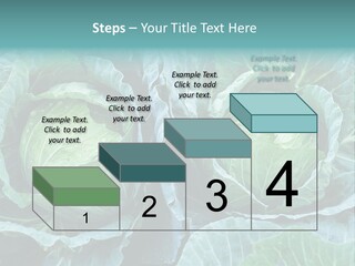 Cabbage Fresh Vegetable PowerPoint Template