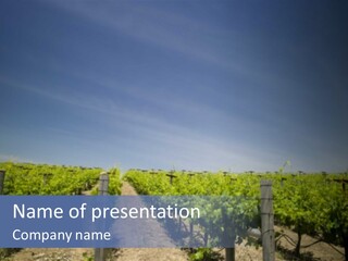 Purple Vineyard Plant PowerPoint Template