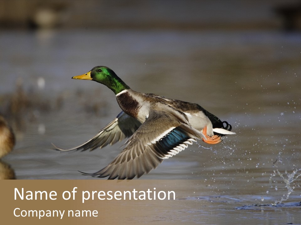 Ducks Flying Birds Wings PowerPoint Template