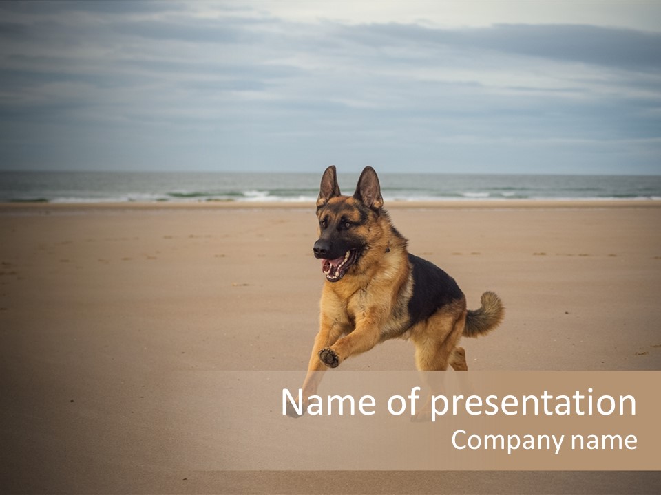Shepherd Dog Dog Portrait At The Beach Labradoodle PowerPoint Template