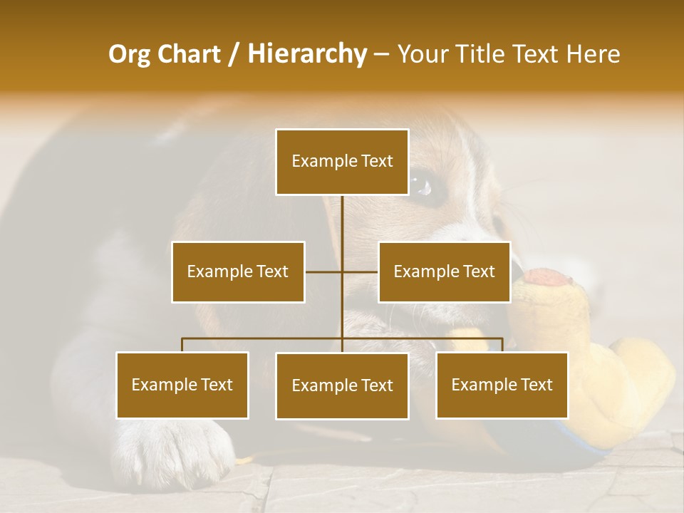 Little Young Purebred PowerPoint Template