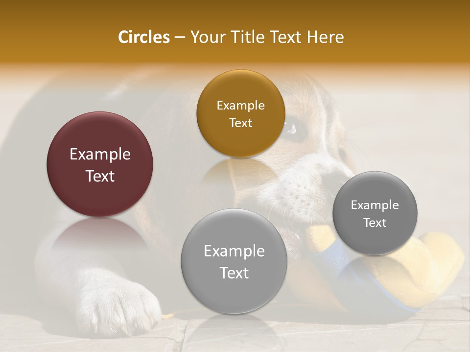 Little Young Purebred PowerPoint Template