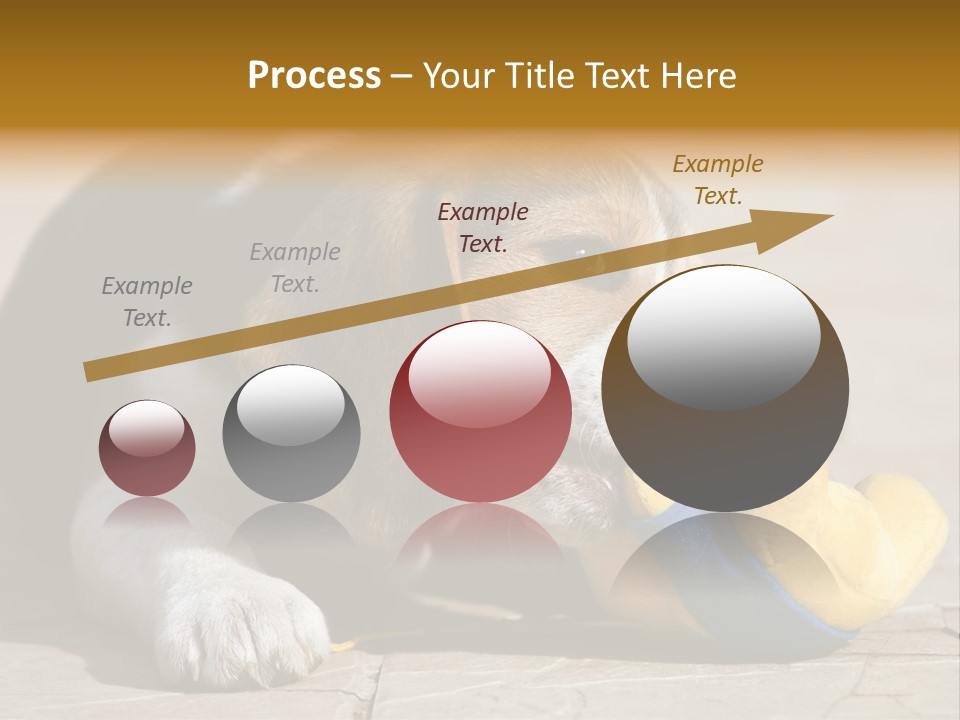 Little Young Purebred PowerPoint Template