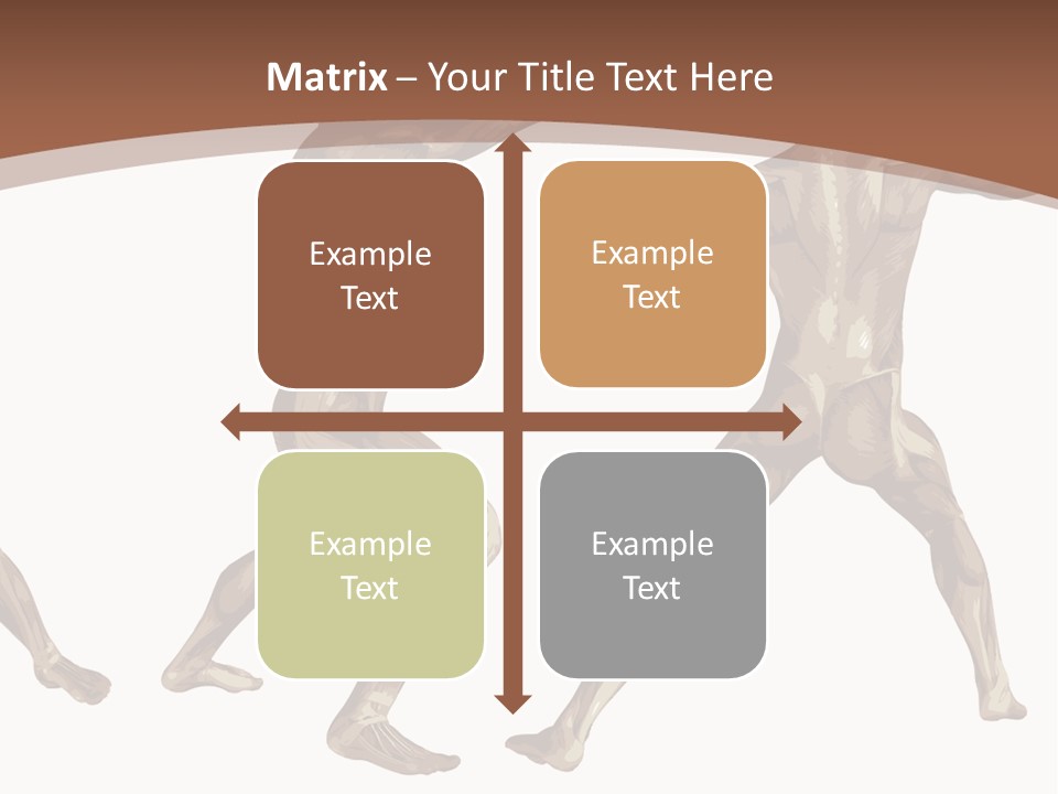 Skin Musculature Anatomical PowerPoint Template
