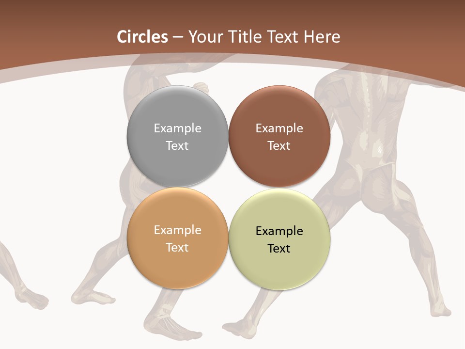 Skin Musculature Anatomical PowerPoint Template
