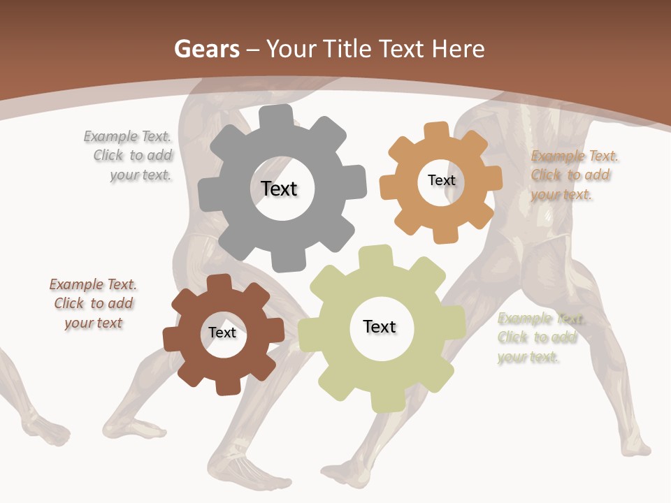 Skin Musculature Anatomical PowerPoint Template