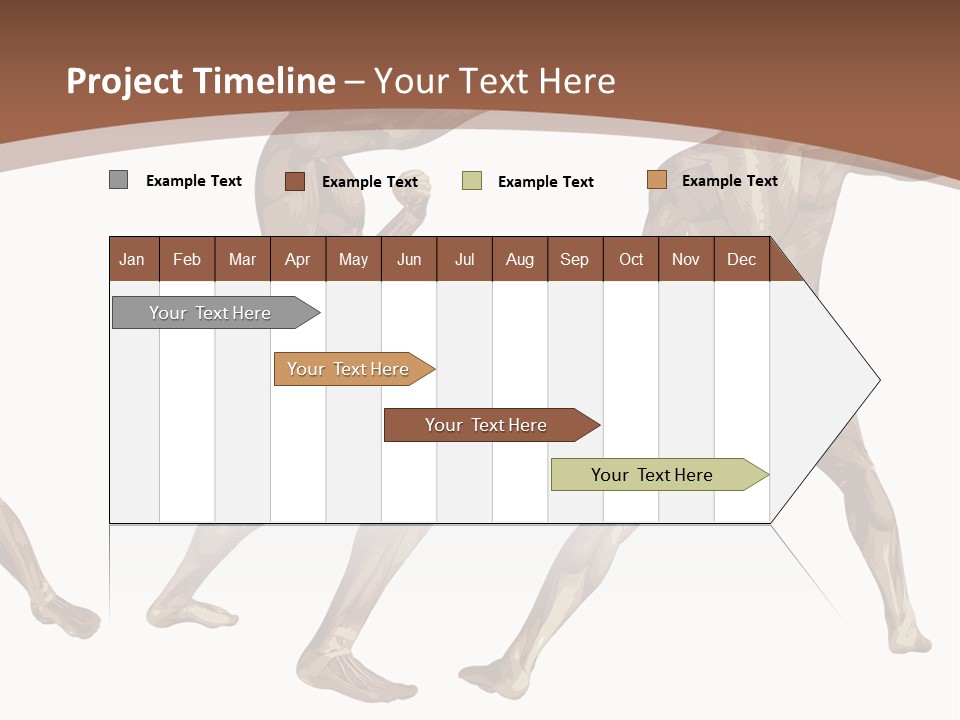 Skin Musculature Anatomical PowerPoint Template