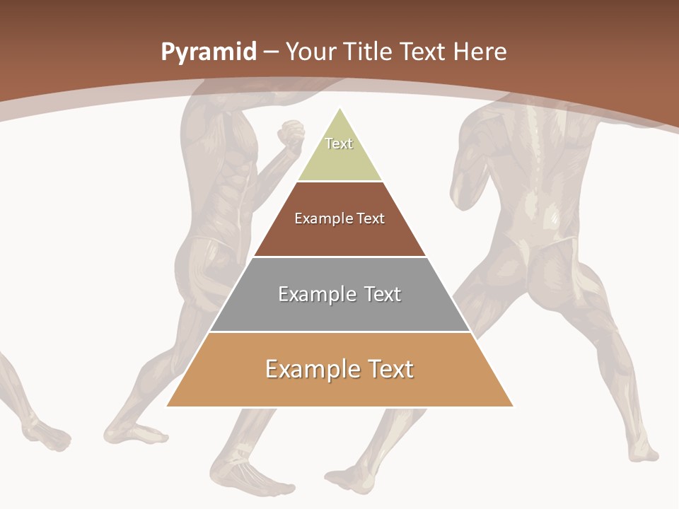 Skin Musculature Anatomical PowerPoint Template