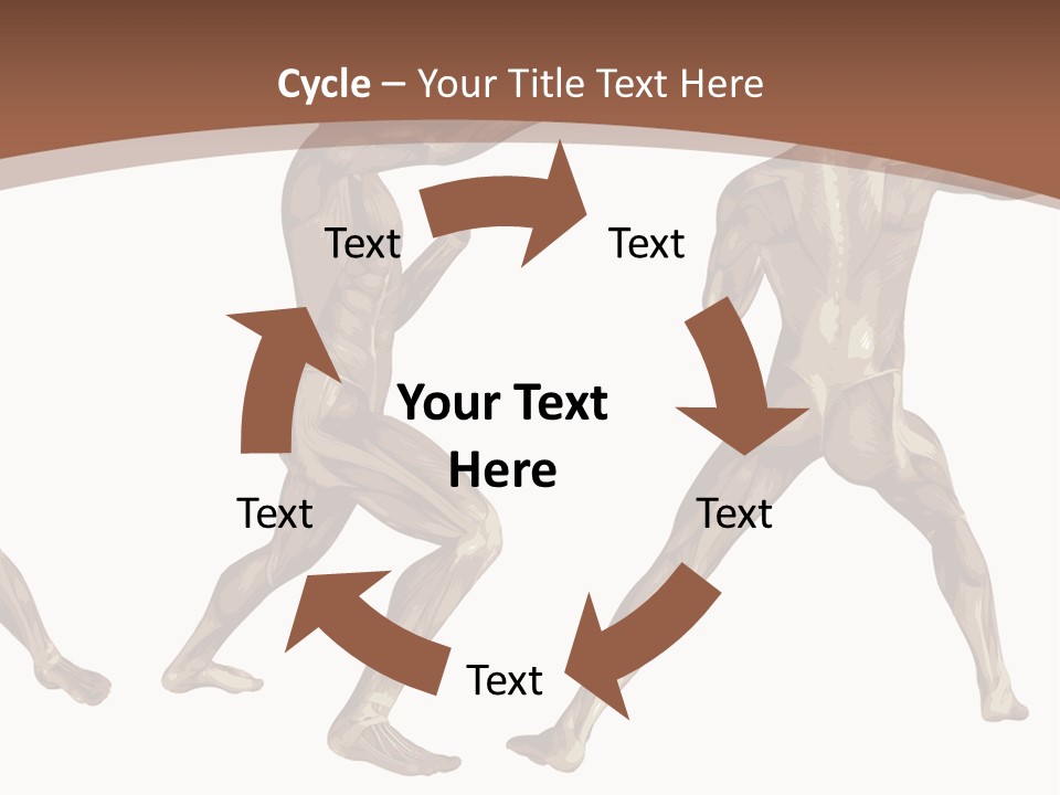Skin Musculature Anatomical PowerPoint Template