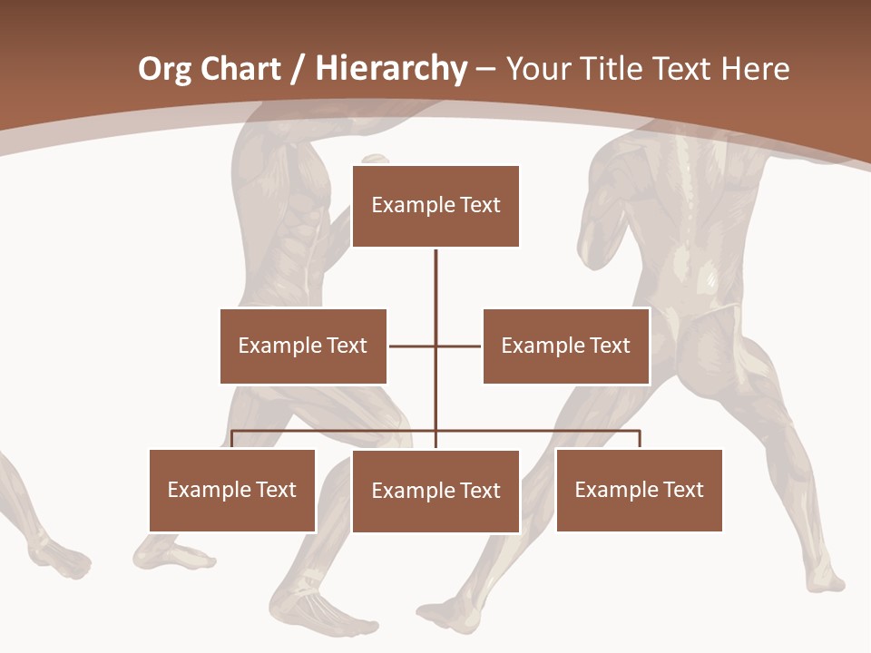 Skin Musculature Anatomical PowerPoint Template
