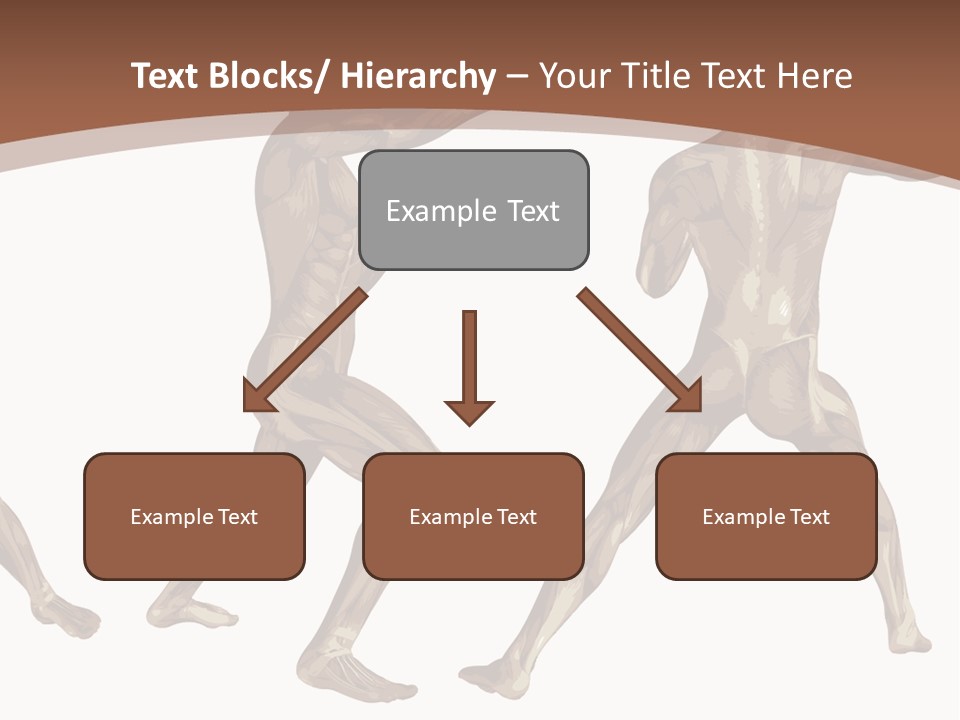 Skin Musculature Anatomical PowerPoint Template