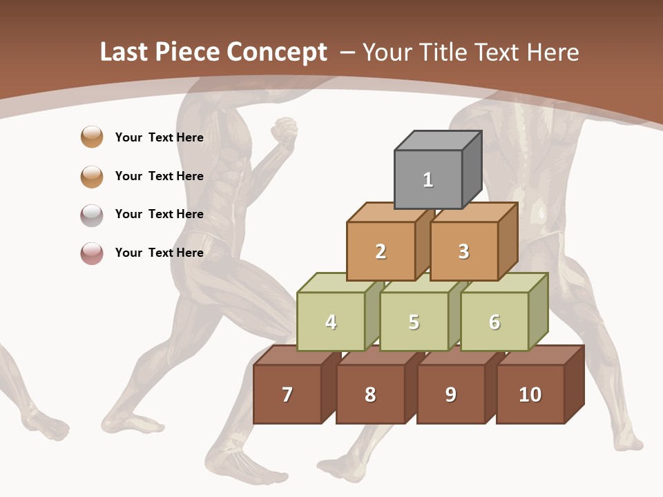 Skin Musculature Anatomical PowerPoint Template