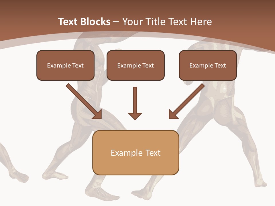 Skin Musculature Anatomical PowerPoint Template