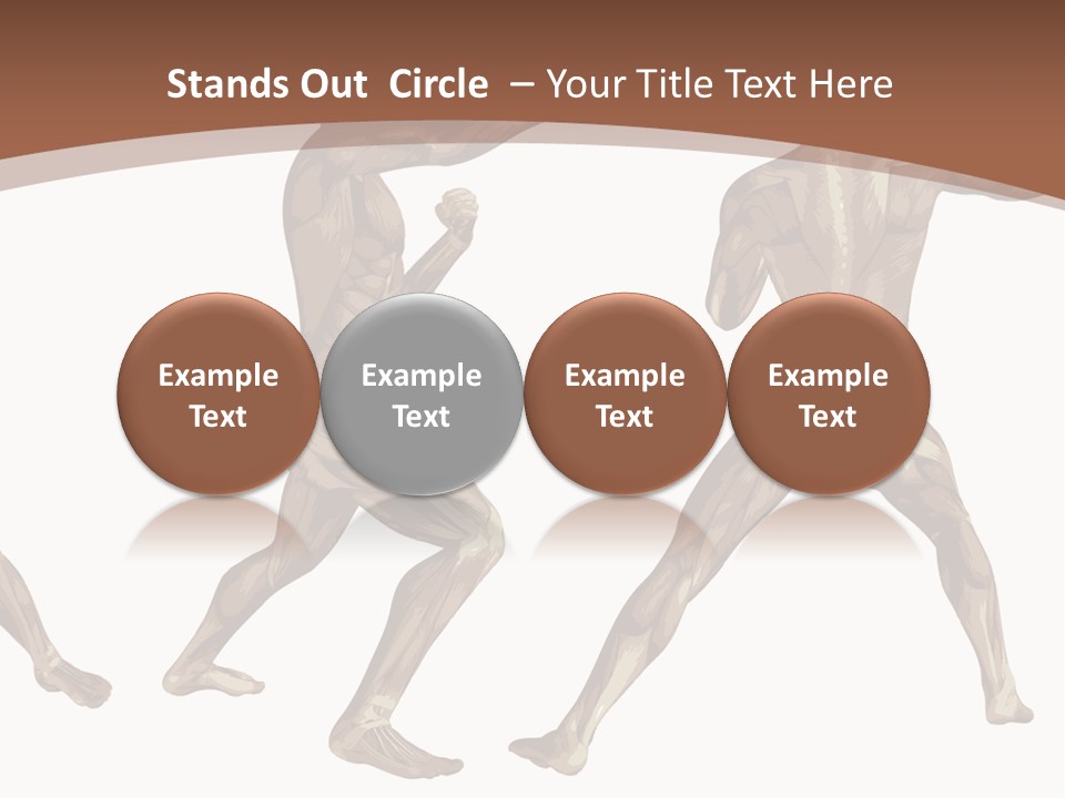 Skin Musculature Anatomical PowerPoint Template