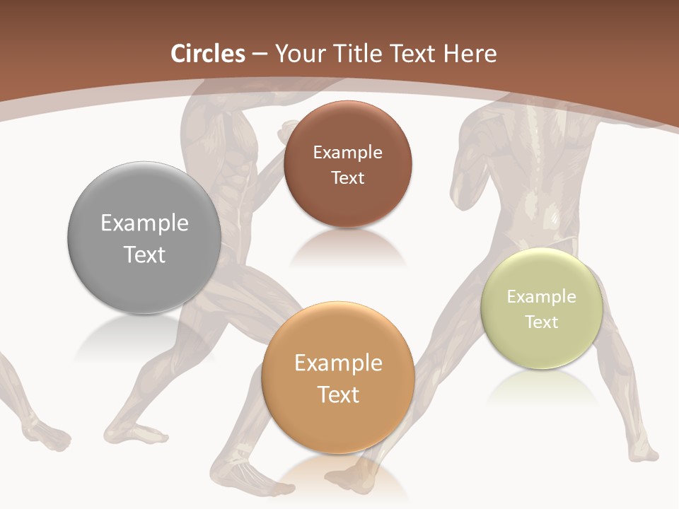Skin Musculature Anatomical PowerPoint Template